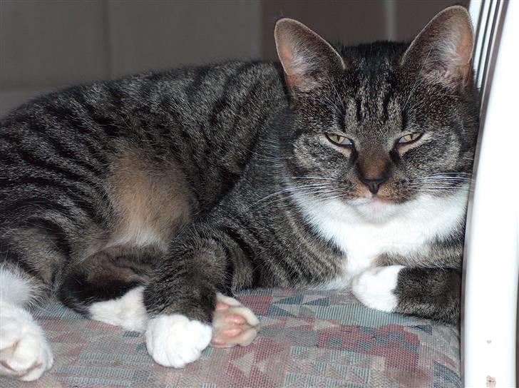 Huskat Line - Velkommen til line´s profil :) billede 1