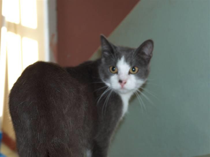 Huskat poul - Velkommen til pouls profil :) billede 1