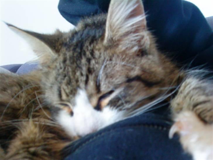 Blanding af racer Wormie - ormen´s ynglings beskæftigelse , at putte ved mor <3 billede 2