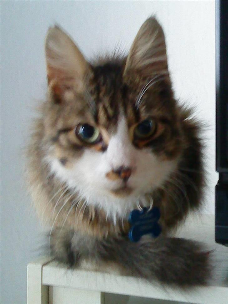 Blanding af racer Wormie billede 3