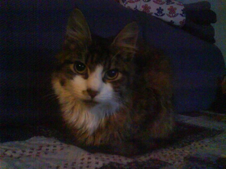 Blanding af racer Wormie billede 4