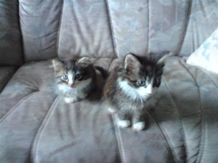 Blanding af racer Wormie - ormen og hans helbror / ormen til højre  billede 5