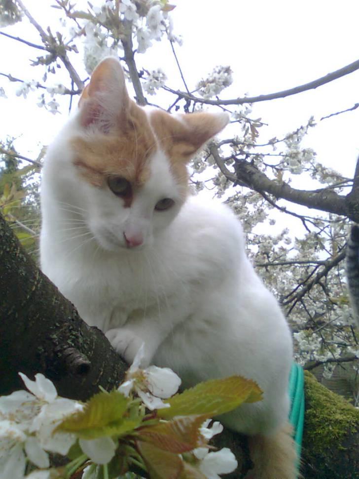 Huskat Bella billede 1