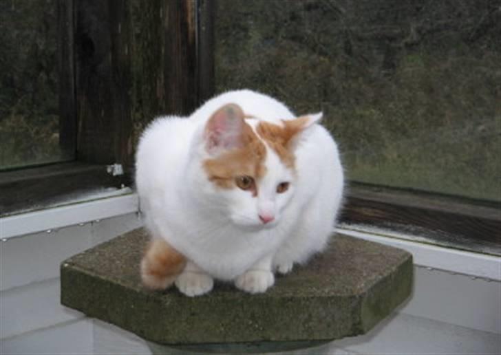 Huskat Bella billede 2