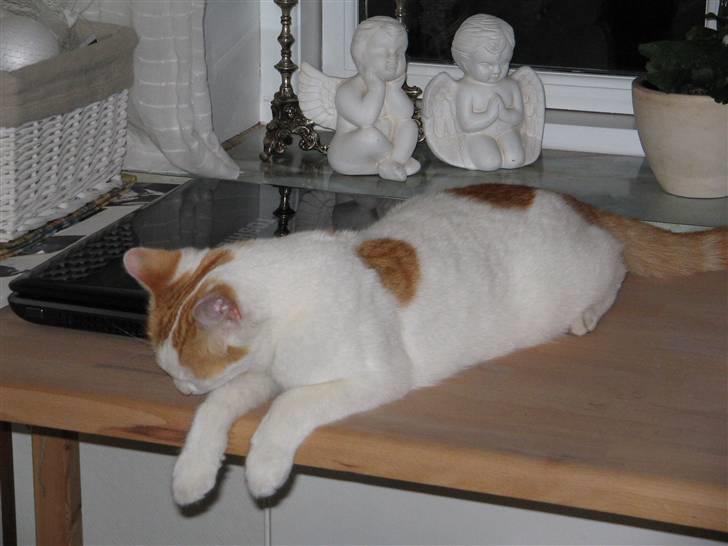 Huskat Bella billede 3