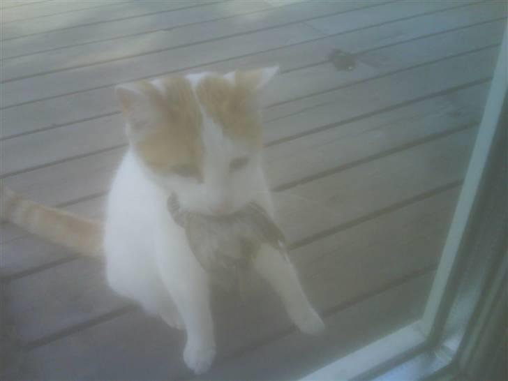 Huskat Bella billede 4