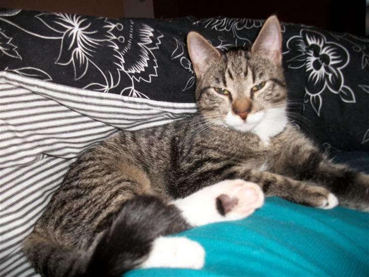 Huskat <3 Emma <3 - Emma er kommet hjem igen, og på dette billede er der gået et par timer =o)(hun ligger hos mig). billede 9