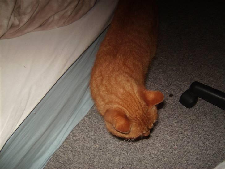 Blanding af racer Garfild <33 R.I.P  billede 14