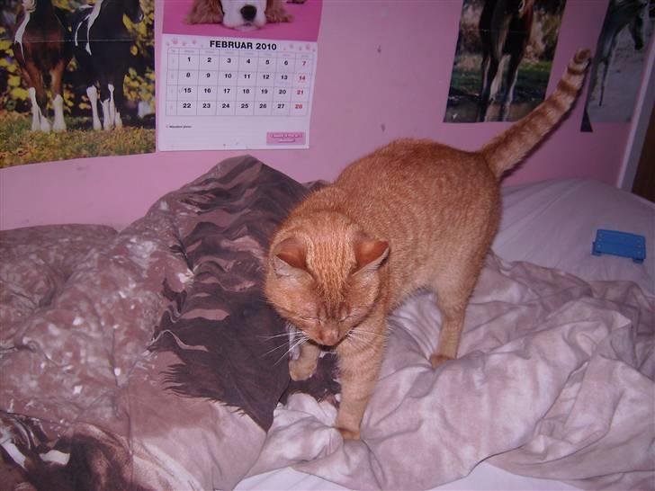 Blanding af racer Garfild <33 R.I.P  billede 15