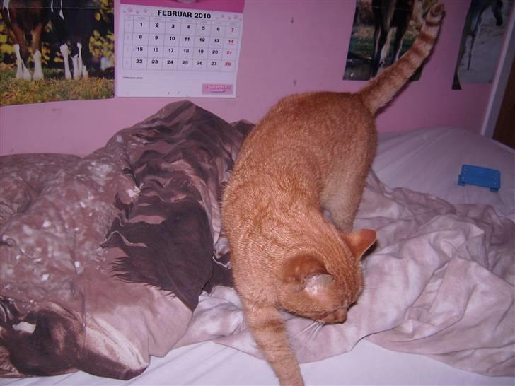 Blanding af racer Garfild <33 R.I.P  billede 16