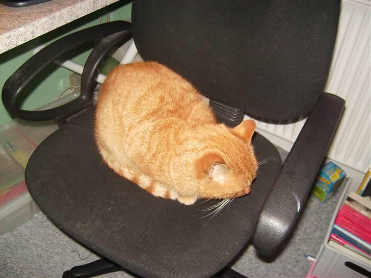 Blanding af racer Garfild <33 R.I.P  billede 17