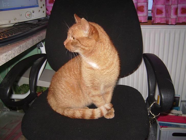 Blanding af racer Garfild <33 R.I.P  billede 18