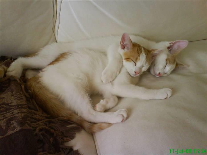 Huskat Bella - Bella (foran) med bror Willy (R.I.P.) billede 5