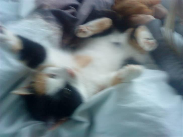 Blanding af racer Speedy billede 19