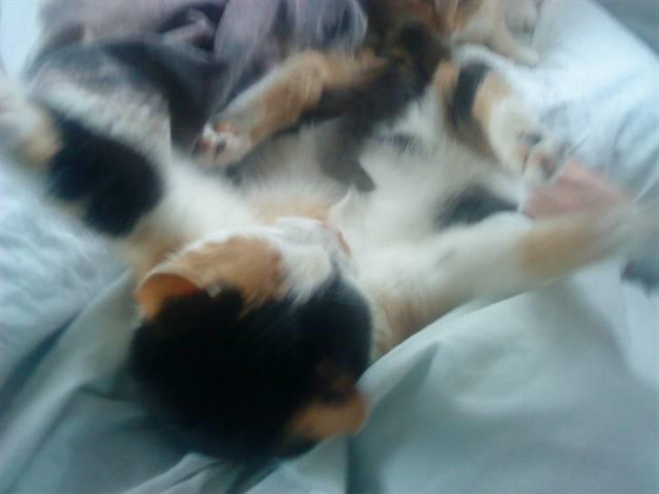 Blanding af racer Speedy billede 20