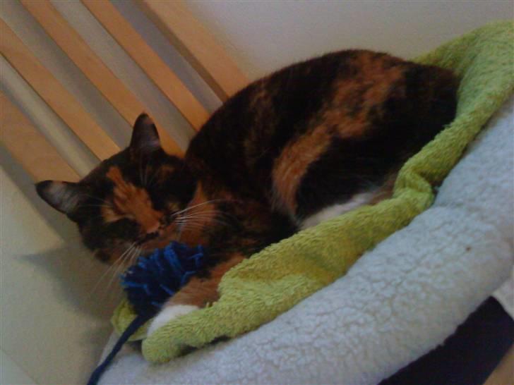 Blanding af racer Sigge - Sigge billede 12