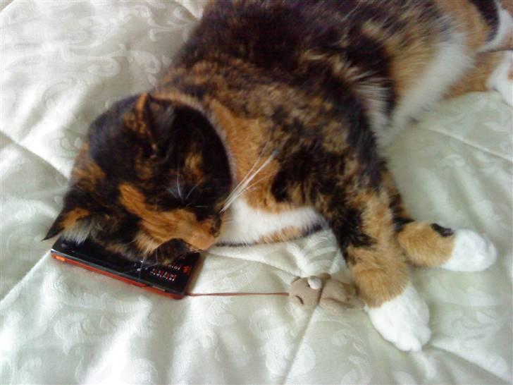 Blanding af racer Sigge - Sigge snakker i mobil..hihi** billede 13