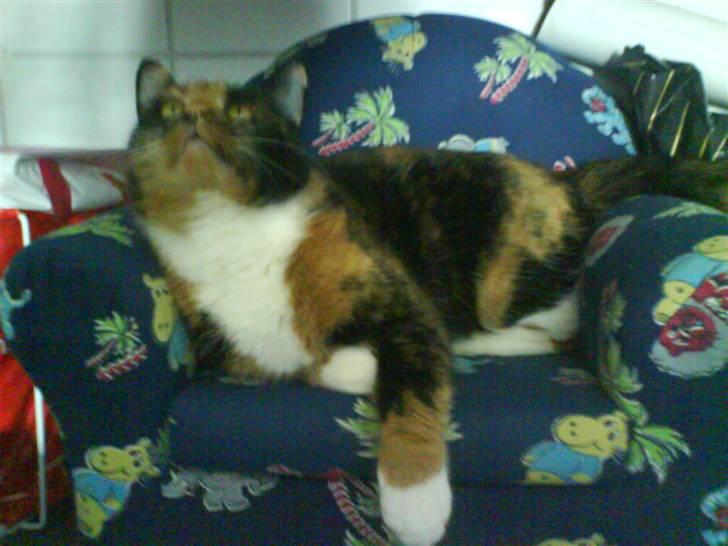 Blanding af racer Sigge - Sigge er lege sy! billede 14