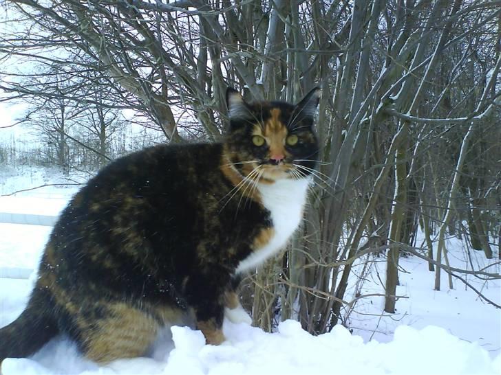 Blanding af racer Sigge - Smukke Sigge ;) billede 15