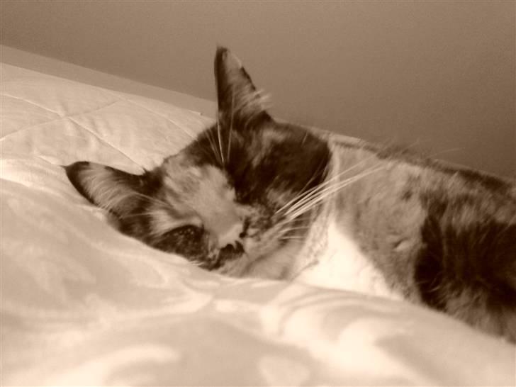 Blanding af racer Sigge - Sigge sover.. billede 16