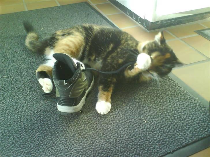 Blanding af racer Sigge - Sigge leger med en sko billede 17