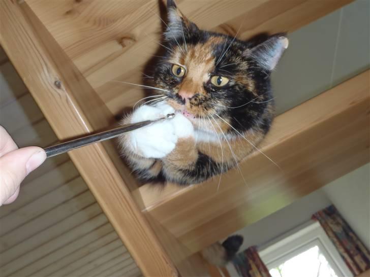 Blanding af racer Sigge - Sigge passer på mobilen.. billede 18