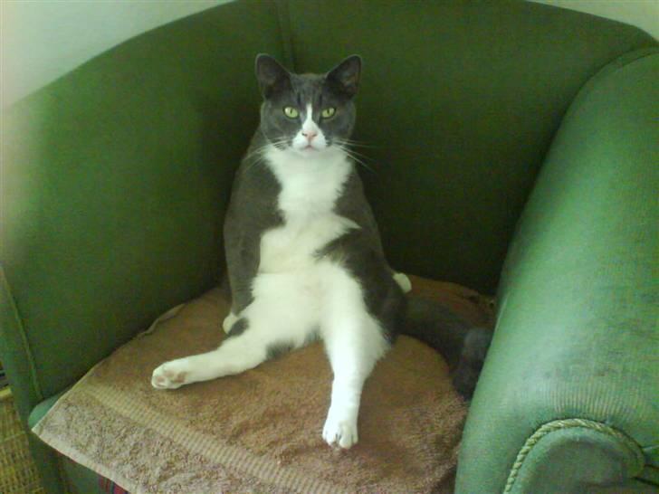 Blanding af racer Elvis - Elvis spiller smart.. billede 1