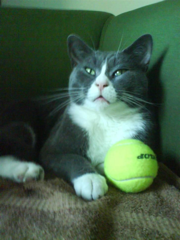 Blanding af racer Elvis - Elvis billede 2