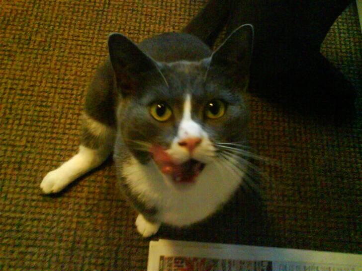 Blanding af racer Elvis - Elvis slikker sig om munden.. billede 3