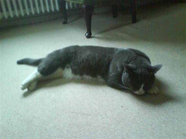 Blanding af racer Elvis - Elvis sover billede 4