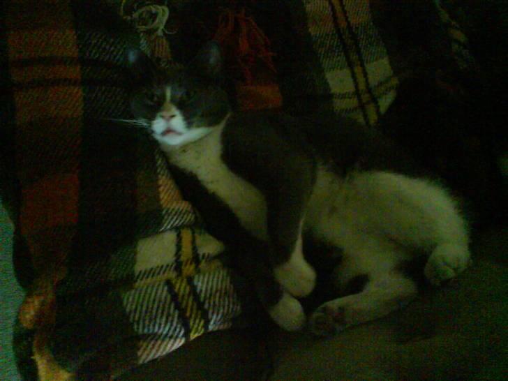 Blanding af racer Elvis - Elvis sover billede 5