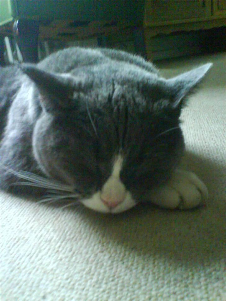 Blanding af racer Elvis - Elvis sover billede 6