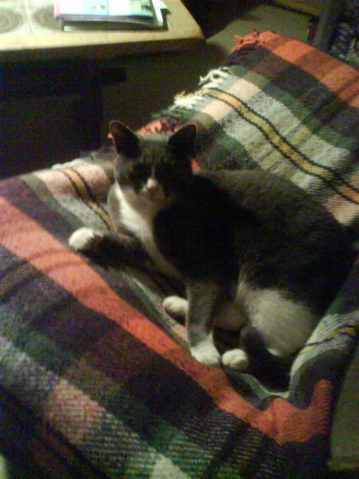 Blanding af racer Elvis - Elvis sover billede 7