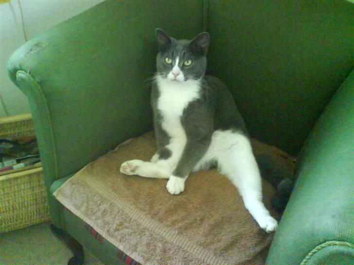 Blanding af racer Elvis - Elvis spiller smart.. billede 8