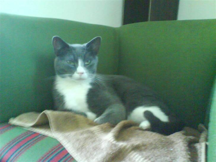 Blanding af racer Elvis - Elvis slapper af billede 10