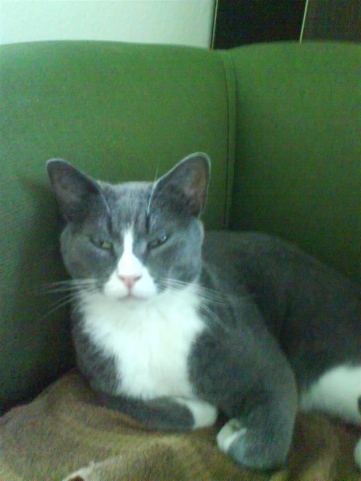 Blanding af racer Elvis - Elvis ;) billede 11