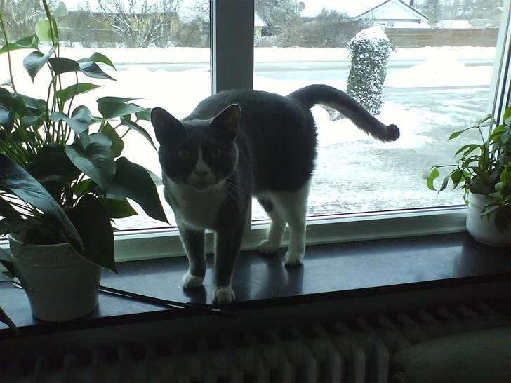 Blanding af racer Elvis - Elvis holder øje med hunkattene ! <3 billede 12