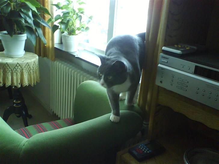 Blanding af racer Elvis - Elvis ;) billede 13