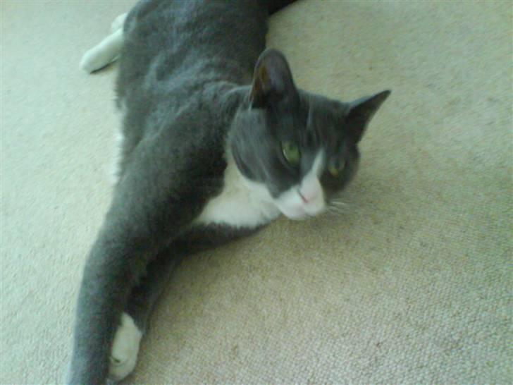 Blanding af racer Elvis - Elvis ;) billede 14