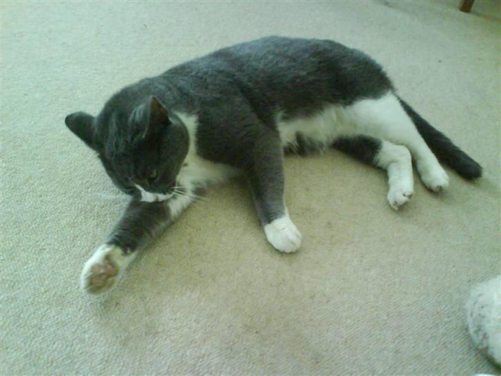 Blanding af racer Elvis - Elvis billede 15