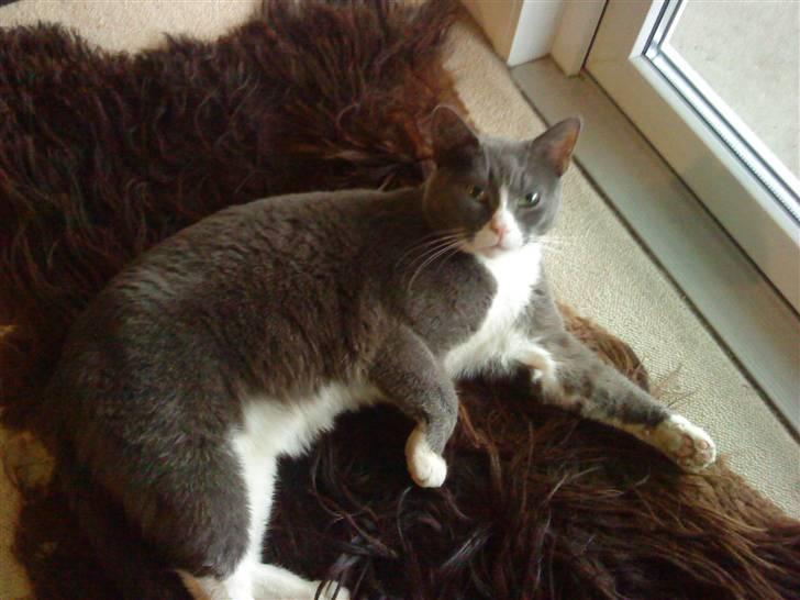 Blanding af racer Elvis - Elvis billede 16