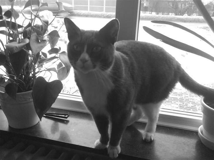 Blanding af racer Elvis - Elvis billede 17