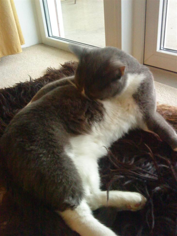 Blanding af racer Elvis - Elvis slikker sig  billede 18