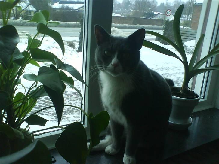 Blanding af racer Elvis - Elvis bag planter.. billede 19