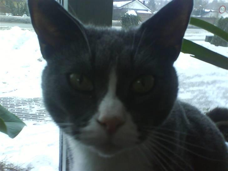 Blanding af racer Elvis - Elvis søde hoved.. billede 20