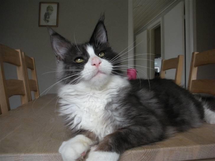 Maine Coon Coon Danica Poker Face billede 15