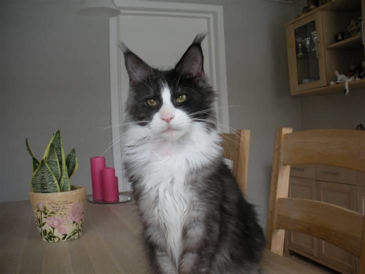 Maine Coon Coon Danica Poker Face billede 16