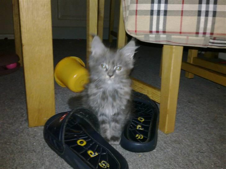 Maine Coon Karma billede 11