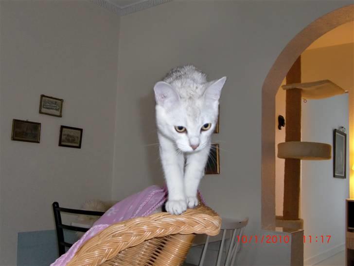 Burmilla Dominique og Duchess - Wilbur på opdagelse. Han er en rigtig dejlig bandit. billede 11