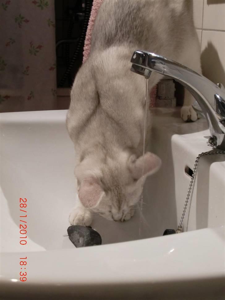 Burmilla Dominique og Duchess - Wilbur bade sin mus i håndvasken. billede 12